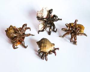 Kraby złote - Aneta Śliwa (2018), ceramika szkliwiona, muszle